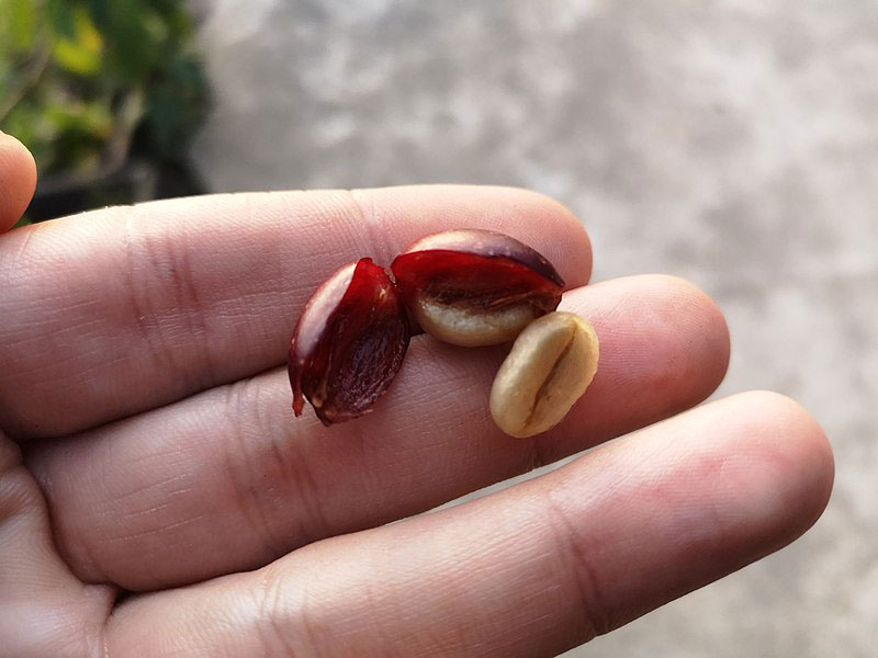 قهوه چری