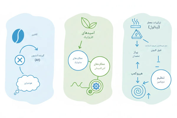 17 مدل بیوشیمیایی قهوه