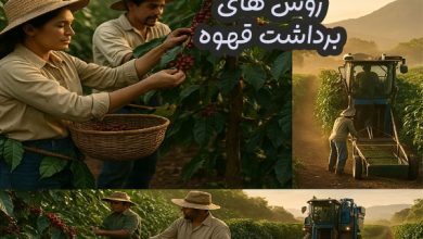 روش های برداشت قهوه